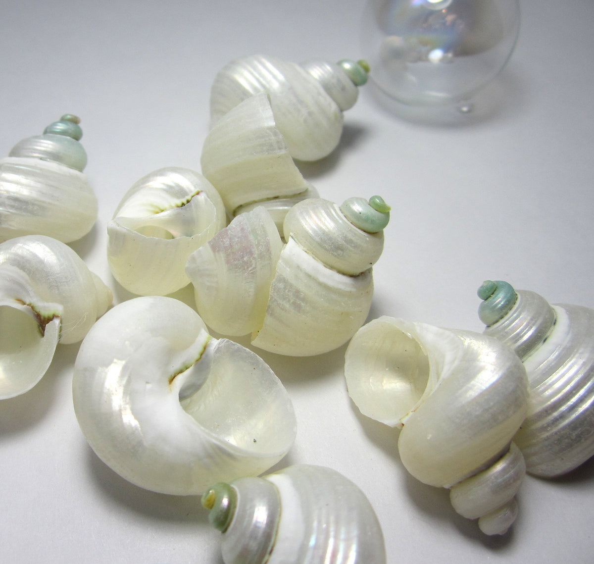 Pearl White Abalone Shells-donkey Ear Abalone Shells-23pearled  Shells-polished Shells-white Shells-wedding Decor-beach Decor-sea Shells 
