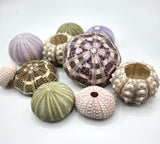 Sea Urchin Assortment, Beach Decor Urchin Seashells, Nautical Decor Sea Urchins, 10PC Assortment