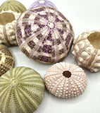 Sea Urchin Assortment, Beach Decor Urchin Seashells, Nautical Decor Sea Urchins, 10PC Assortment