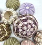 Sea Urchin Assortment, Beach Decor Urchin Seashells, Nautical Decor Sea Urchins, 10PC Assortment