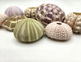Sea Urchin Assortment, Beach Decor Urchin Seashells, Nautical Decor Sea Urchins, 10PC Assortment