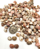 8OZ Pink Umbonium Seashells, Small Tiny Pink Shells, Pink Beach Wedding Shell, 8OZ