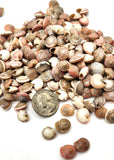 8OZ Pink Umbonium Seashells, Small Tiny Pink Shells, Pink Beach Wedding Shell, 8OZ