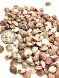 8OZ Pink Umbonium Seashells, Small Tiny Pink Shells, Pink Beach Wedding Shell, 8OZ