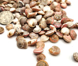 8OZ Pink Umbonium Seashells, Small Tiny Pink Shells, Pink Beach Wedding Shell, 8OZ