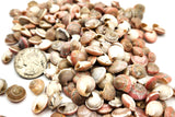8OZ Pink Umbonium Seashells, Small Tiny Pink Shells, Pink Beach Wedding Shell, 8OZ