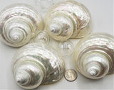 pearl turbo shell, pearl turbo seashell, pearl turban shell, pearl turban seashell, beach wedding shell