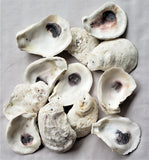 12PC DRILLED White Oyster Seashells, DRILLED White Oysters for Beach Wedding, Coastal Decor or Crafts, 12PC