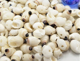 drilled seashells, drilled tiny shells, drilled nipple shell