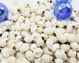 drilled seashells, drilled tiny shells, drilled nipple shell