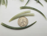 20PC Green Tusk Seashells, Bulk Craft Shells, Horn Shape Green Craft or Jewelry Shell, 20PC