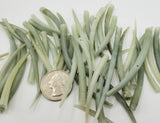 20PC Green Tusk Seashells, Bulk Craft Shells, Horn Shape Green Craft or Jewelry Shell, 20PC