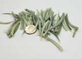 20PC Green Tusk Seashells, Bulk Craft Shells, Horn Shape Green Craft or Jewelry Shell, 20PC