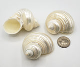 pearl turbo turban shell, hermit crab shell, large pearl shells