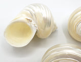 pearl turbo turban shell, hermit crab shell, large pearl shells