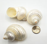 pearl turbo turban shell, hermit crab shell, large pearl shells