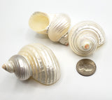 pearl turbo turban shell, hermit crab shell, large pearl shells