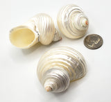 3PC Pearl Turbo Seashell, White Pearl Turbo Hermit Crab Shell, White Beach Wedding Silvermouth Turbo Shell - 3 PC, 2 SIZES
