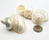 3PC Pearl Turbo Seashell, White Pearl Turbo Hermit Crab Shell, White Beach Wedding Silvermouth Turbo Shell - 3 PC, 2 SIZES