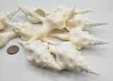ribbed spindle shell, white spindle shell, hermit crab shell