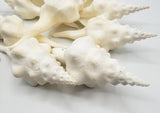 ribbed spindle shell, white spindle shell, hermit crab shell