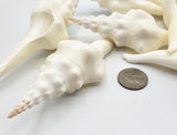 ribbed spindle shell, white spindle shell, hermit crab shell
