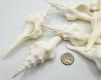 ribbed spindle shell, white spindle shell, hermit crab shell