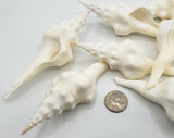 ribbed spindle shell, white spindle shell, hermit crab shell
