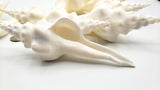 ribbed spindle shell, white spindle shell, hermit crab shell