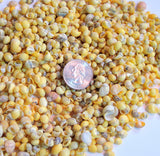 yellow litorina shells, tiny yellow shells