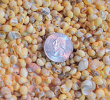 yellow litorina shells, tiny yellow shells