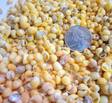 yellow litorina shells, tiny yellow shells