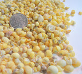 yellow litorina shells, tiny yellow shells