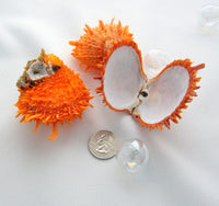 orange oyster, spiky oyster, orange seashell, oyster ducalis, orange shells, oyster shells