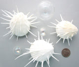 Spondylus Imperialis, oyster, oyster shell, oyster seashell, specimen oyster, white specimen oyster shell