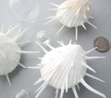 Spondylus Imperialis, oyster, oyster shell, oyster seashell, specimen oyster, white specimen oyster shell
