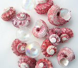 red delphinula shell, red delphinula seashell, pink delphinula, red seashells, red shells, pink shells