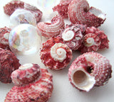 red delphinula shell, red delphinula seashell, pink delphinula, red seashells, red shells, pink shells