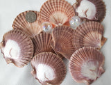 flat scallop shells, flat scallop seashells, scallops, mexican flat scallop shells, beach wedding shells