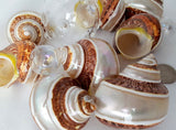 Pentholatus banded turbo, brown turbo shell, banded turbo shell, brown turbo seashell, brown banded seashell, turban seashell