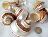 Pentholatus banded turbo, brown turbo shell, banded turbo shell, brown turbo seashell, brown banded seashell, turban seashell