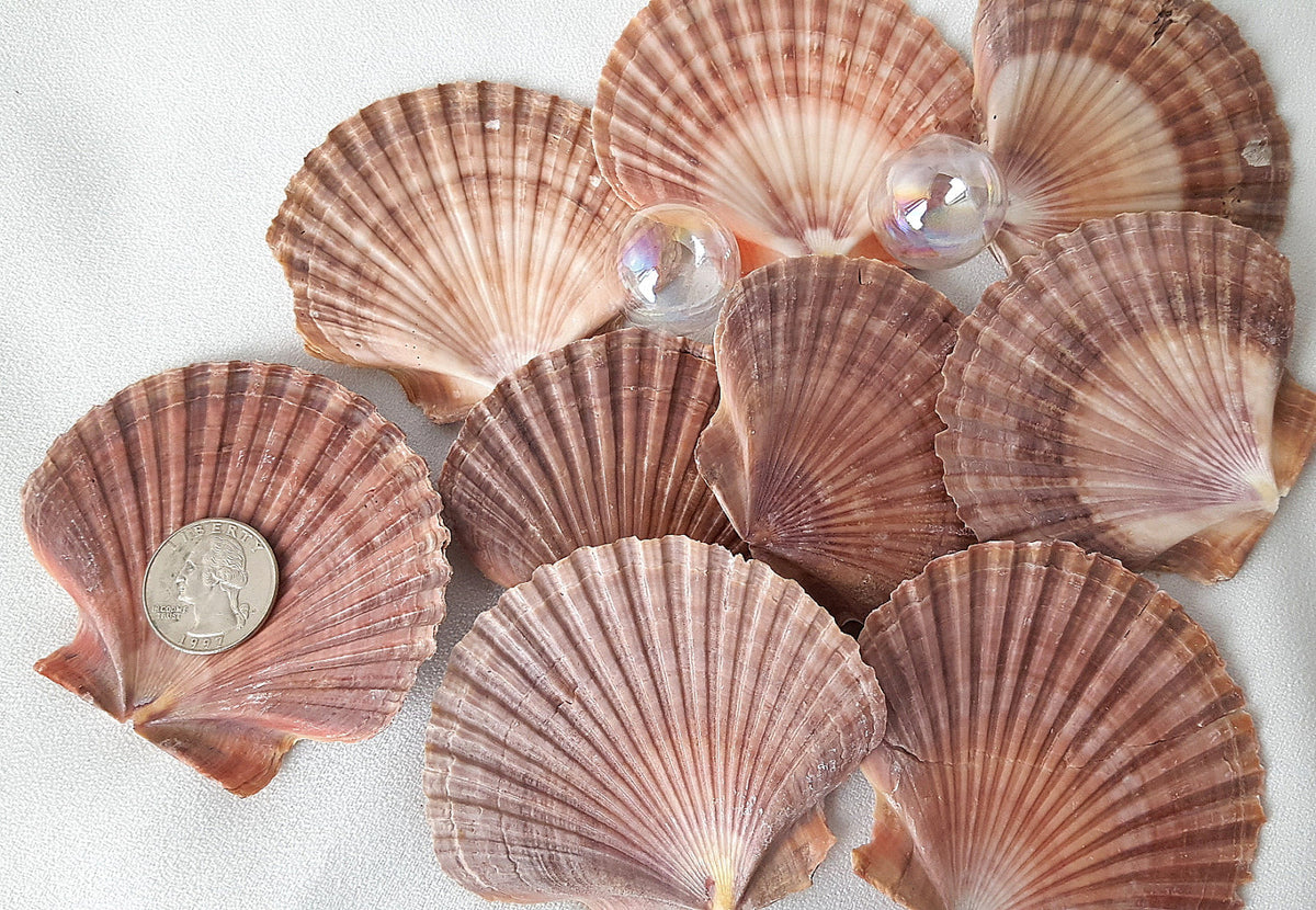  Bulk 50 Beautiful Mexican Flat Scallops Shells Seashells (About  3) Beach Wedding Nautical Crafts Coastal Decor : Home & Kitchen