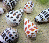 hebrew cone shells, hebrew cone seashells, conus ebraeus seashells, collector shells, small cone shells, spotted shells