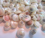 pearl umbonium seashells, pearl umbonium shells, tiny craft shells, tiny jewelry shells, tiny pearl shells, beach wedding shells