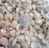 pearl umbonium seashells, pearl umbonium shells, tiny craft shells, tiny jewelry shells, tiny pearl shells, beach wedding shells