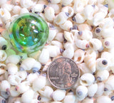 white nipple shells, nipple seashells, beach wedding shells, white wedding shells, white craft shells