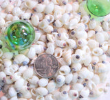 white nipple shells, nipple seashells, beach wedding shells, white wedding shells, white craft shells