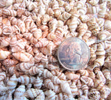nassa shells, mixed nassa shells, nassa seashells, tiny shells, tiny seashells, tiny craft shells, tiny jewelry shells, beach wedding shells