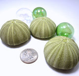 green sea urchin, striped sea urchin, sea urchin shell, sea urchin seashell, beach wedding shells