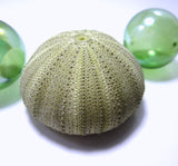 green sea urchin, striped sea urchin, sea urchin shell, sea urchin seashell, beach wedding shells